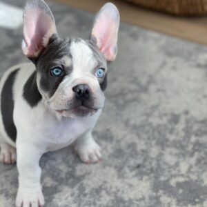 französische bulldogge welpen kaufen