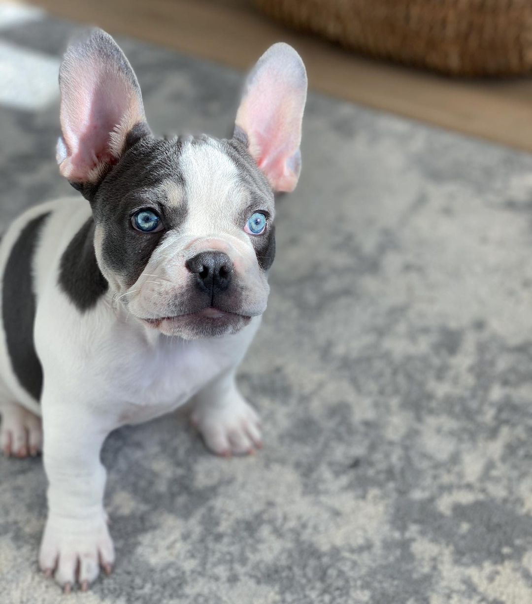 französische bulldogge welpen kaufen