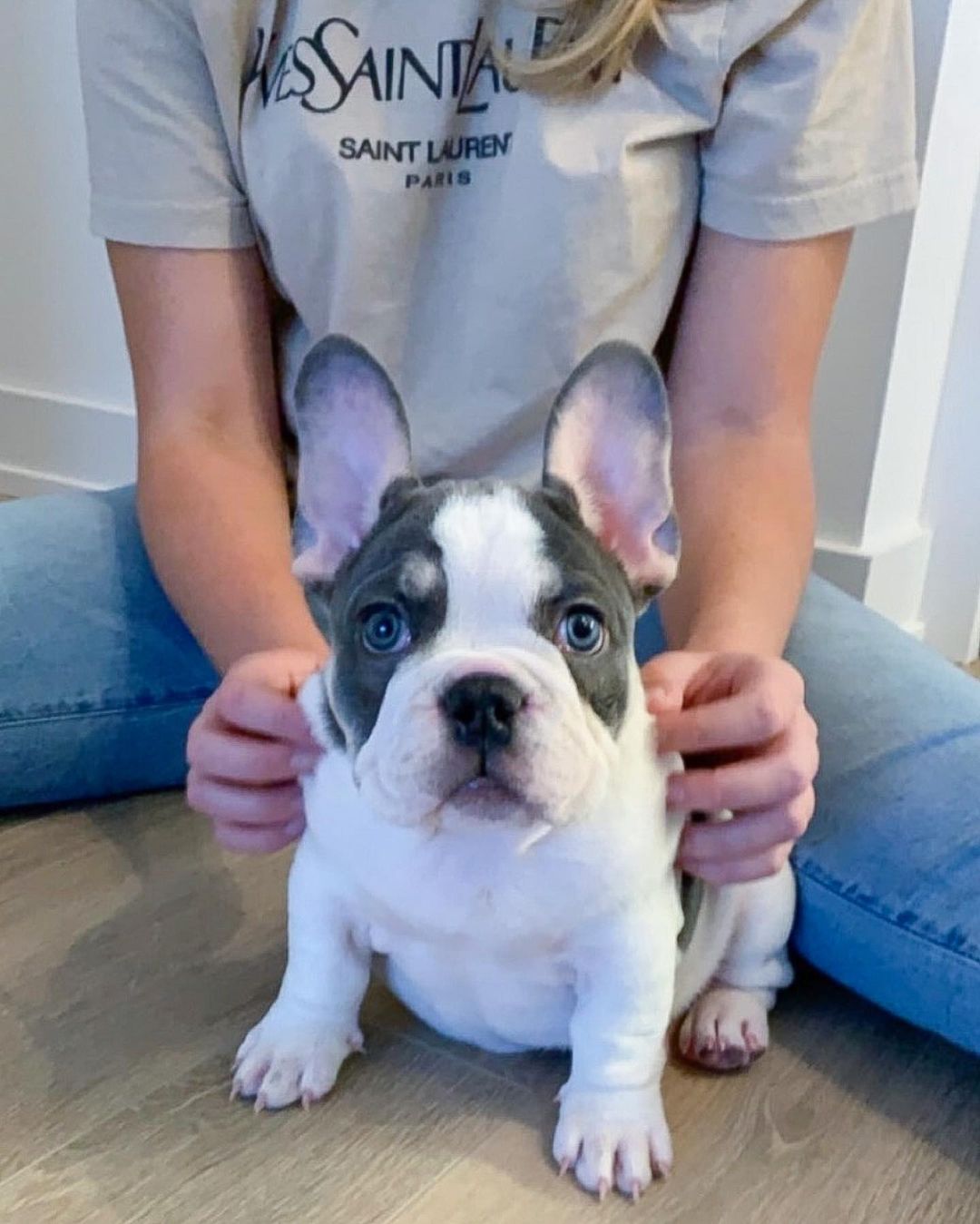 Bella – Weibliche Französische Bulldoggen Welpe (12 Wochen) - Image 2
