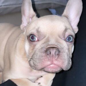 französische bulldogge welpen in der nähe
