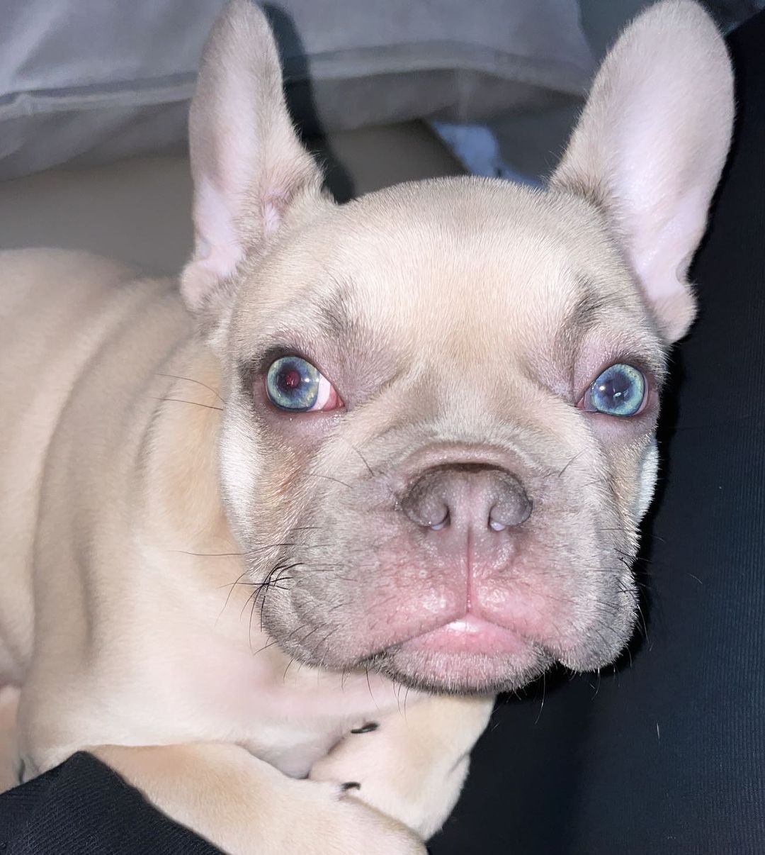 französische bulldogge welpen in der nähe