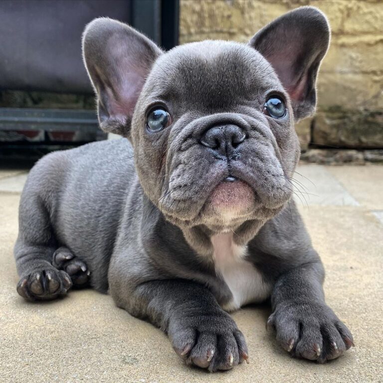 französische bulldogge welpen vom züchter