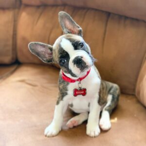 französische bulldogge welpen kaufen deutschland