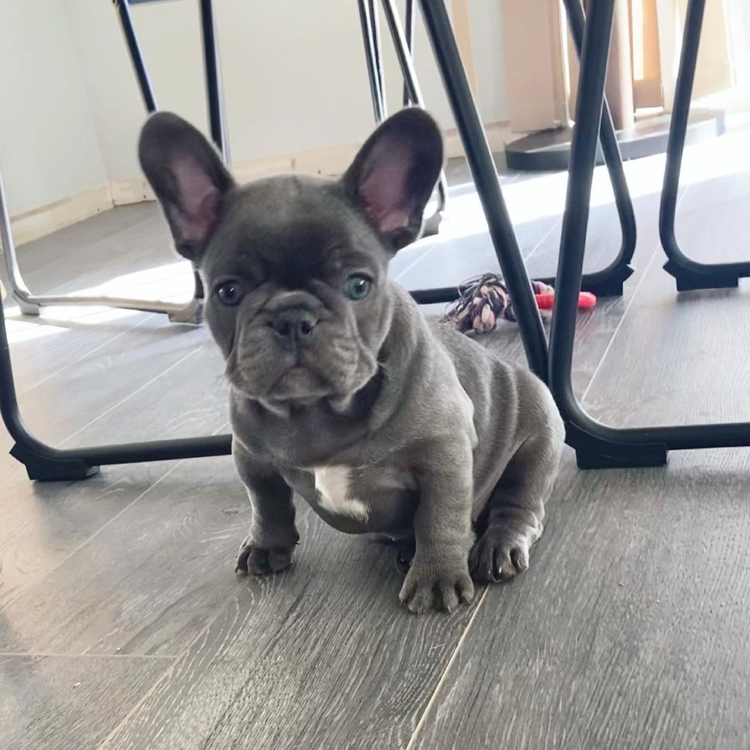 Ivey – Weibliche Französische Bulldoggen Welpe (12 Wochen) - Image 2