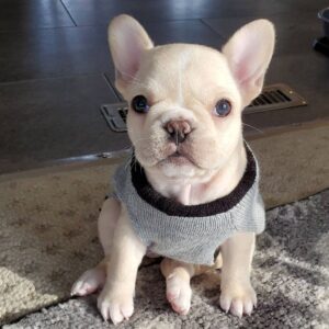 Lola – Weibliche Französische Bulldoggen Welpe (12 Wochen)