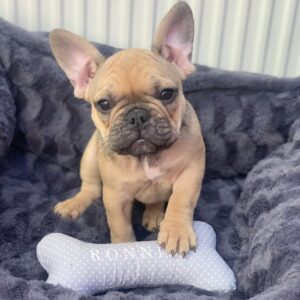 Ronnie – Weibliche Französische Bulldoggen Welpe (10 Wochen)
