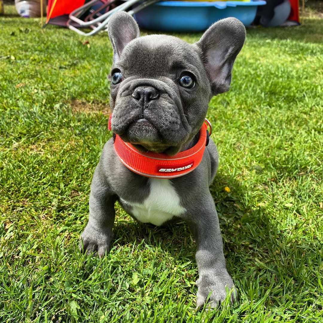 Roy – Männlicher Französischer Bulldoggen Welpe (12 Wochen) - Image 2