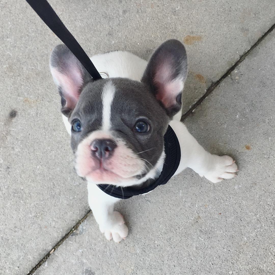 Teddy – Männlicher Französischer Bulldoggen Welpe | 10 Wochen - Image 3