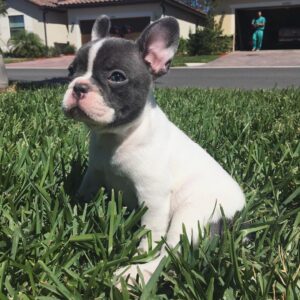 Teddy – Männlicher Französischer Bulldoggen Welpe | 10 Wochen