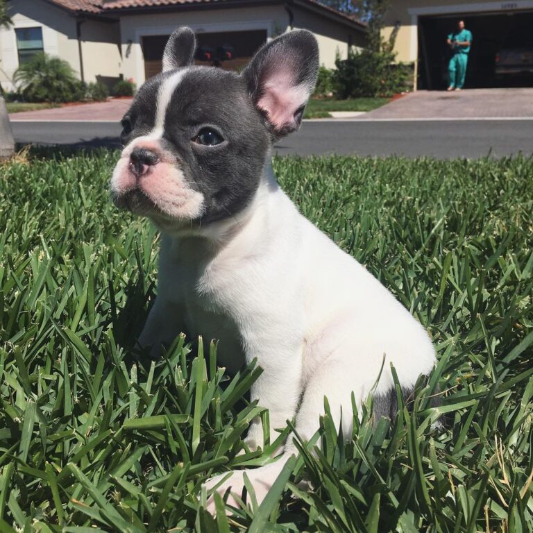 Teddy – Männlicher Französischer Bulldoggen Welpe | 10 Wochen