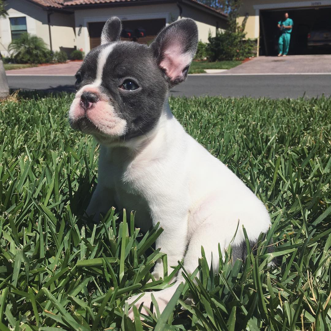 Teddy – Männlicher Französischer Bulldoggen Welpe | 10 Wochen