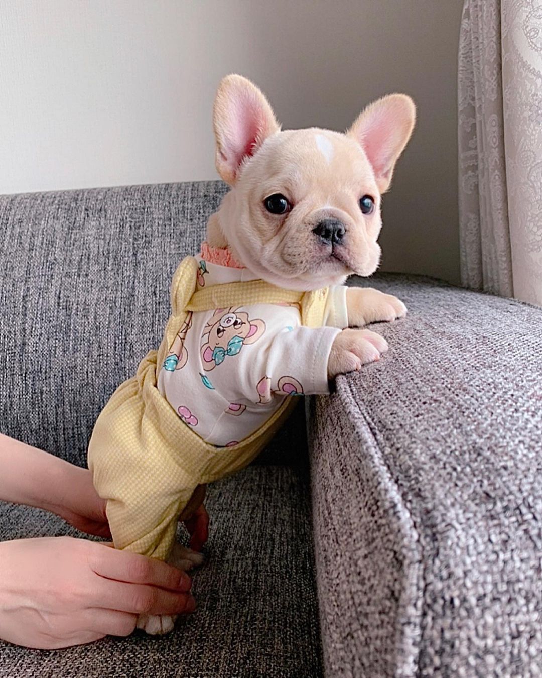 Jane – Weibliche Französische Bulldoggen Welpe | 10 Wochen - Image 3