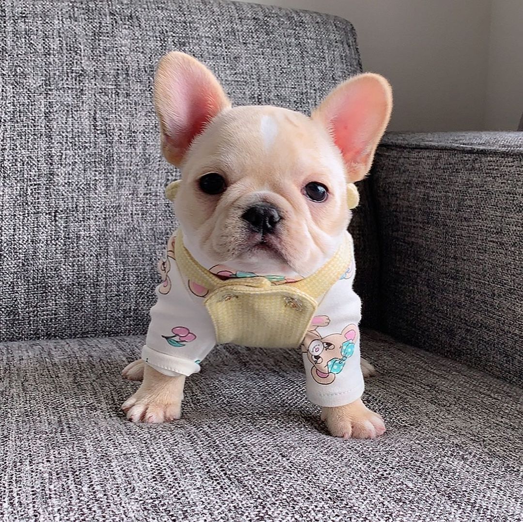 Jane – Weibliche Französische Bulldoggen Welpe | 10 Wochen