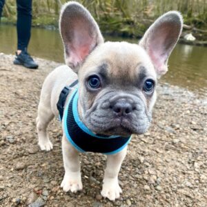 Rammy – Männlicher Französischer Bulldoggen Welpe (12 Wochen)